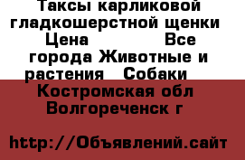 Таксы карликовой гладкошерстной щенки › Цена ­ 20 000 - Все города Животные и растения » Собаки   . Костромская обл.,Волгореченск г.